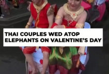 On Valentines Day, couples from Thailand exchange vows atop elephants.