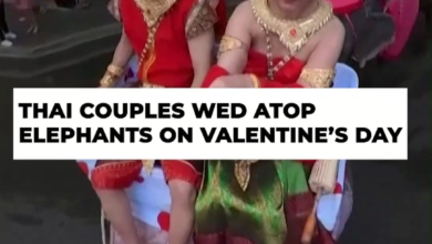 On Valentines Day, couples from Thailand exchange vows atop elephants.